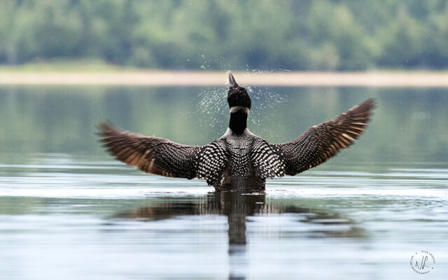 Common loon, photograph by Nick Leadley Nature Photographer