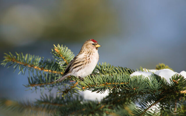 Common Redpoll, photograph by Nick Leadley Nature Photographer.